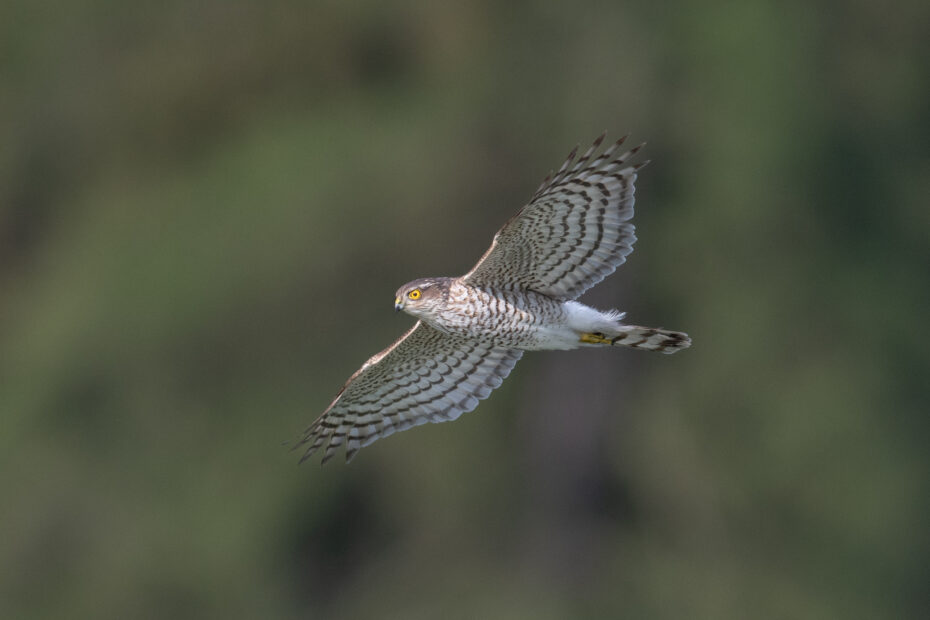 Die meisten Greifvögel, im Bild ein Sperber, sind alleine unterwegs; spezielle Arten können Vogelfans schon mal in helle Aufregung versetzen!